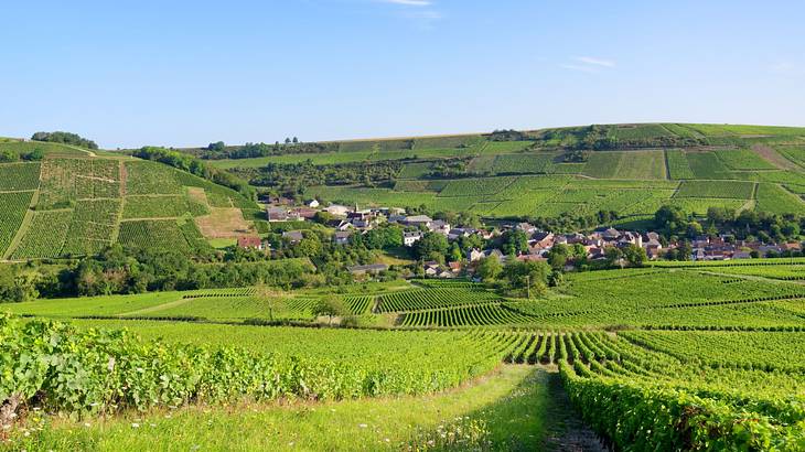 Lush fields with buildings in the distance under a blue sky