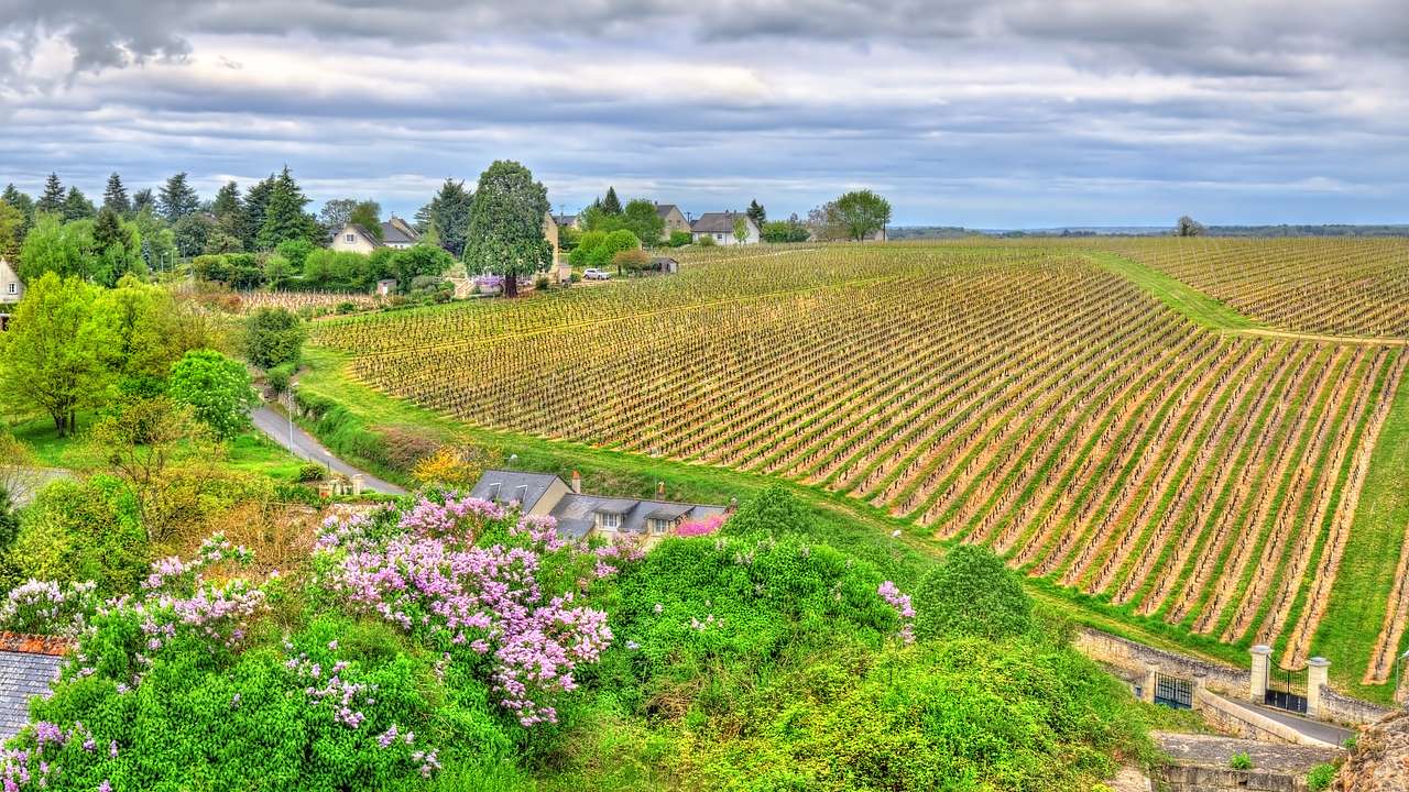 A vineyard near blooming bushes, trees, and small houses