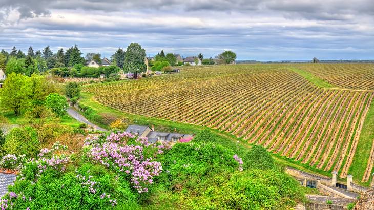 A vineyard near blooming bushes, trees, and small houses