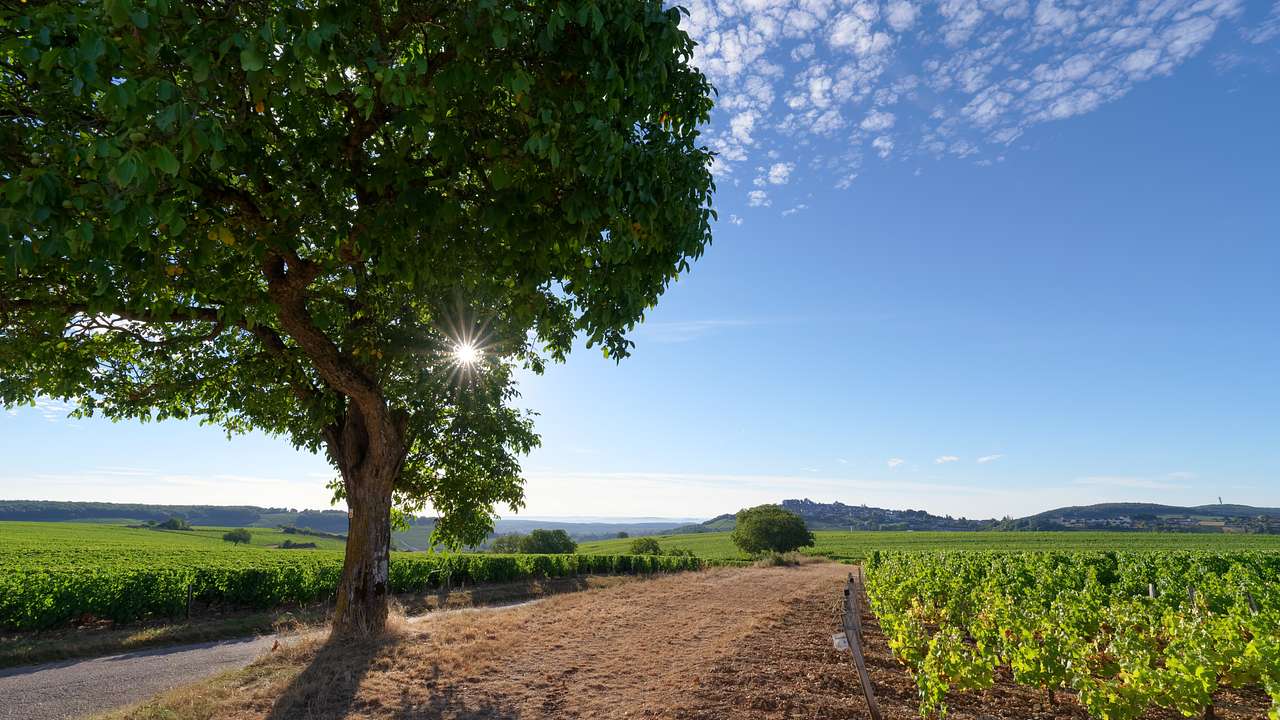 The sun rays peeking through a tree near a vineyard