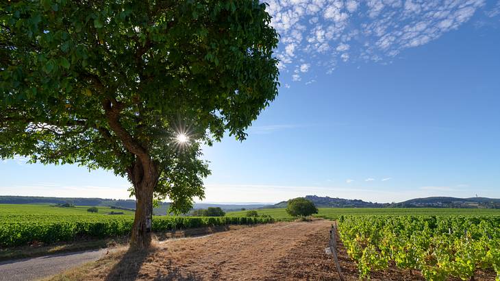 The sun rays peeking through a tree near a vineyard