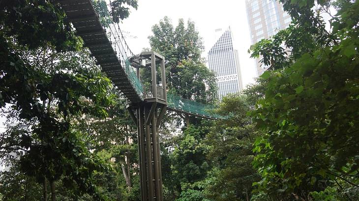 A canopy walkway hanging on top of lush rainforest with tall buildings at the back