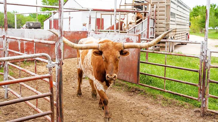 Cowpoke State is one of the Oklahoma nicknames that celebrates cattle farming