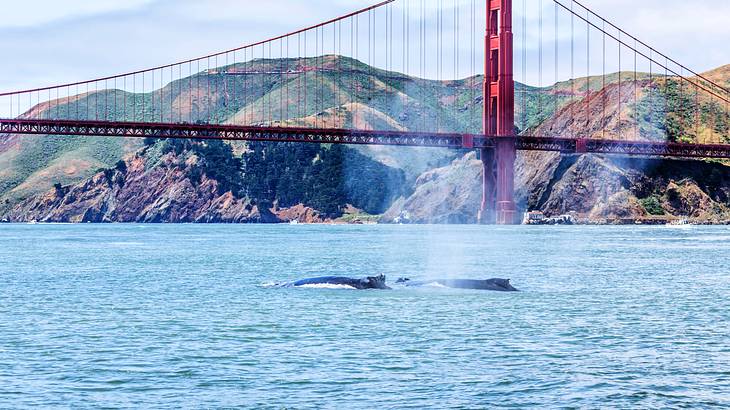 Whales swimming in the bay near a red bridge