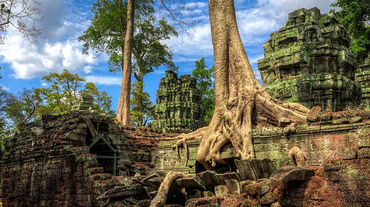 A large tree trunk growing over old temple ruins against a partly cloudy sky