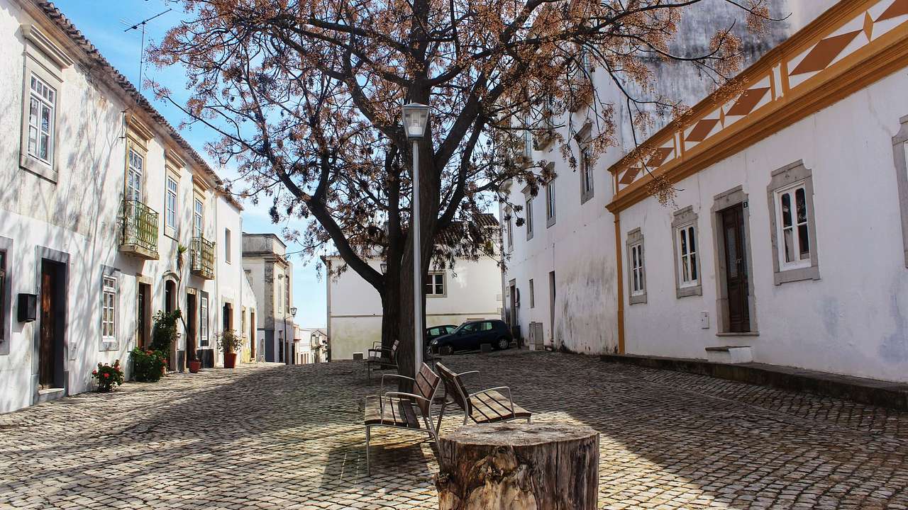 A cobbled street lined with white buildings with a tree in the middle