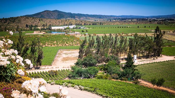 A view over a green vineyard with hills in the background, under a blue sky