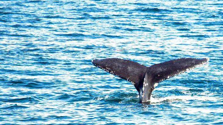 A whale's tail coming out of the water