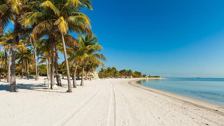 A white sand beach with palm trees and blue ocean