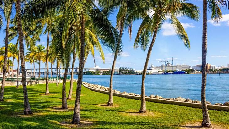 Green grass with palm trees on it and a bay of water to the side