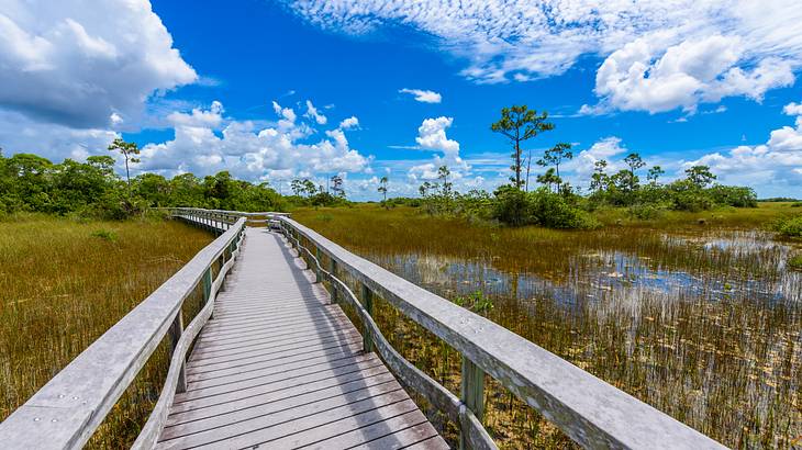 A wooden bridge over a swamp with trees in the background