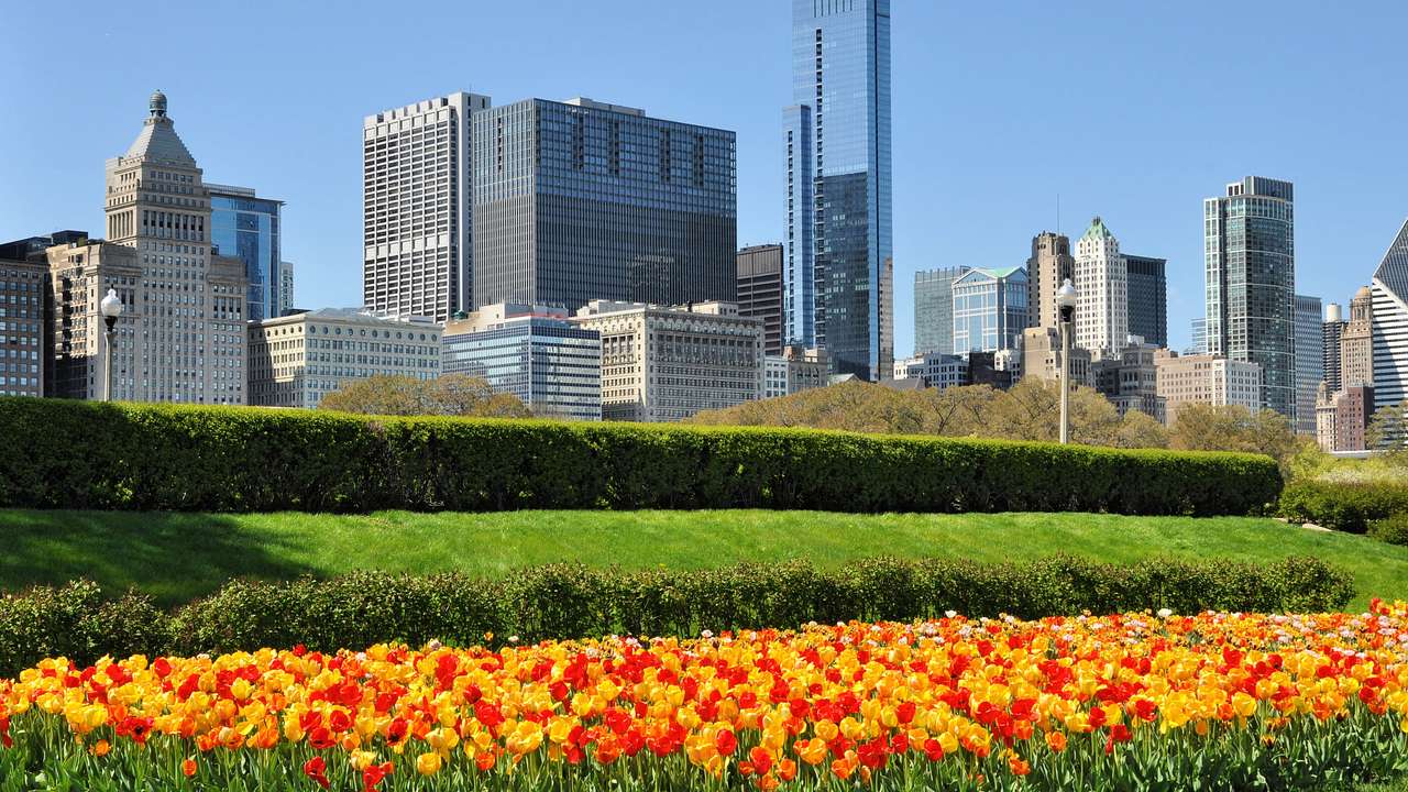 Colorful tulips in a landscaped garden with skyscrapers in the background