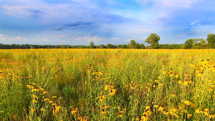 A field of yellow flowers with trees in the distance under a blue sky