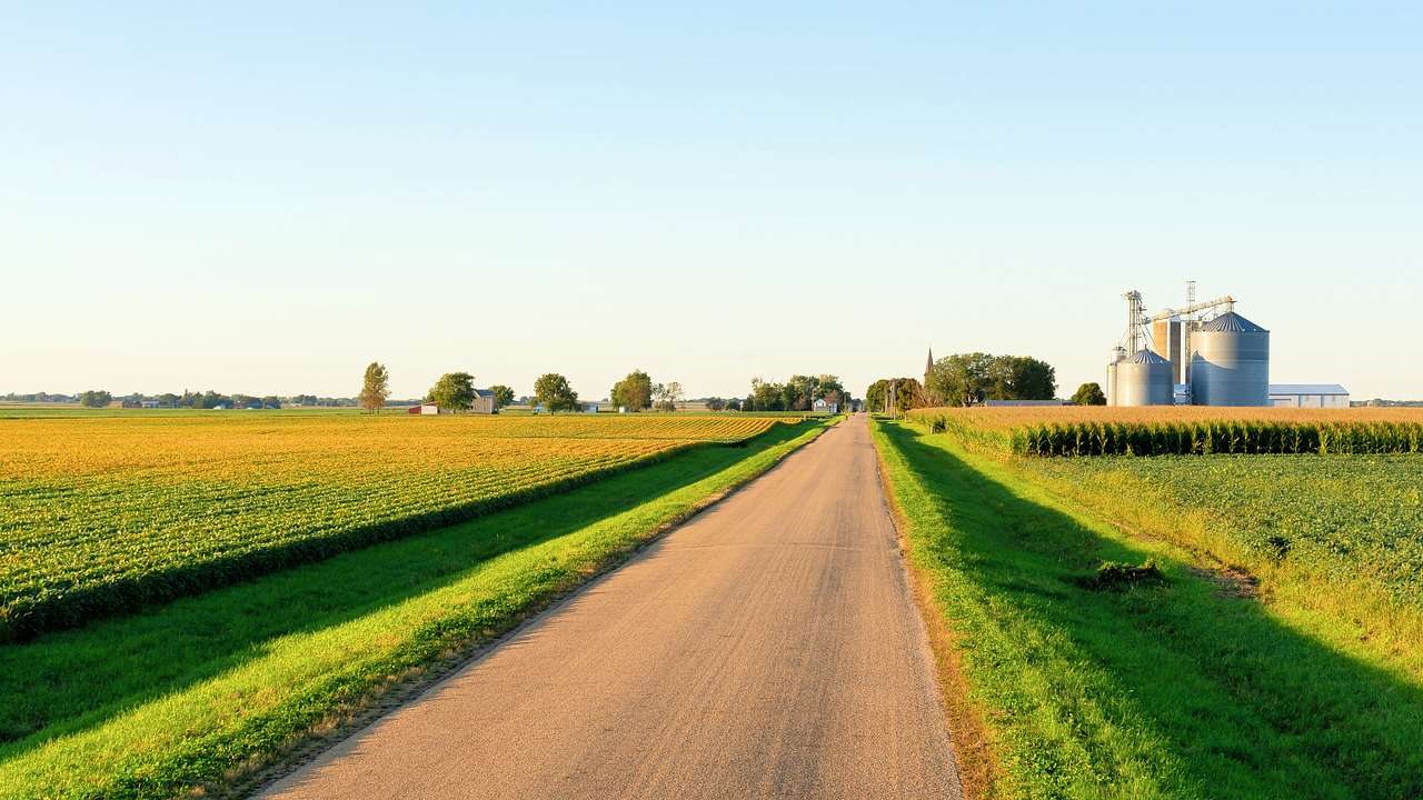 A dirt road surrounded by corn fields near silos