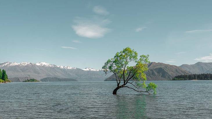 A lone green tree protruding out of lake water on a clear day