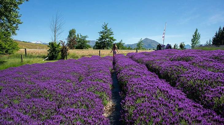The blooming lavender at the Wanaka Lavender Farm on a clear blue day