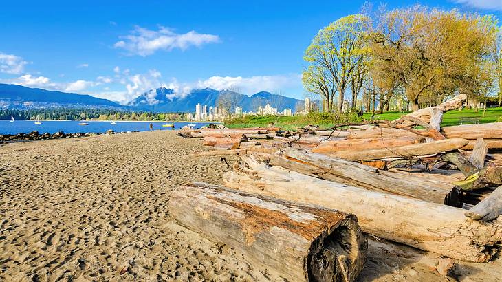 Logs by a sandy beach shore near trees with a cityscape on the horizon