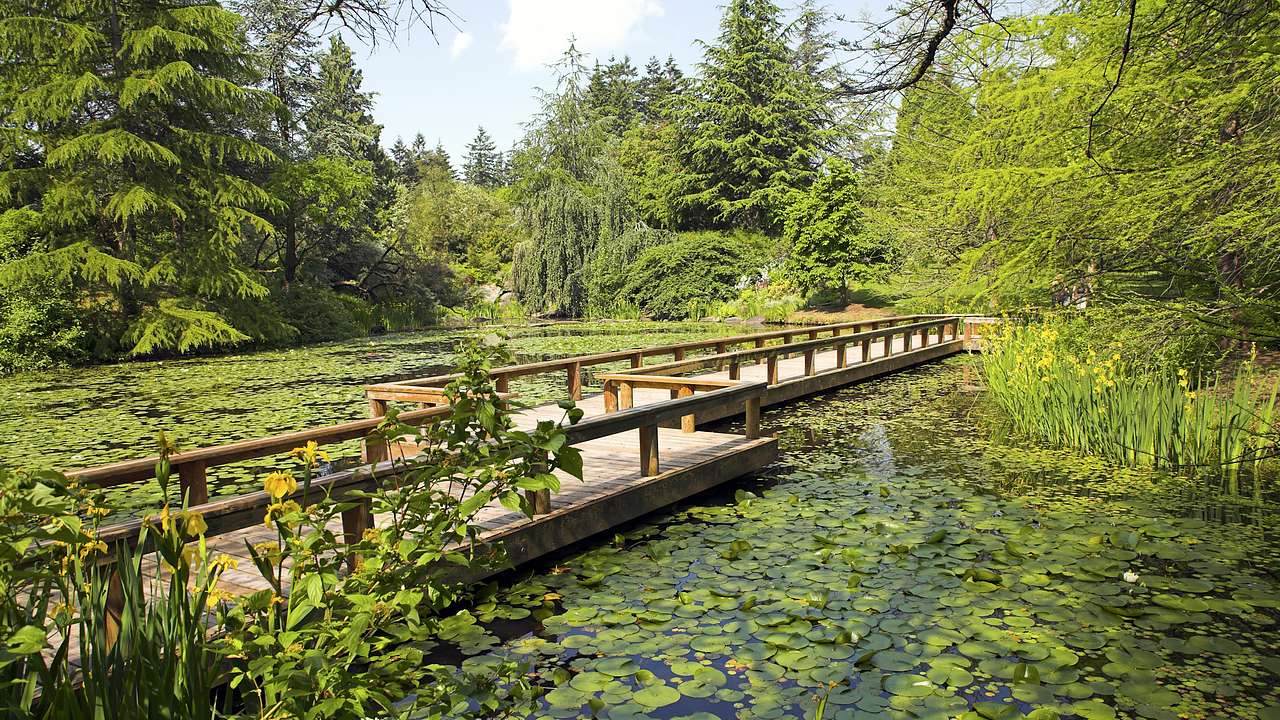 A wooden bridge over a body of water filled with water lilies, surrounded by greenery