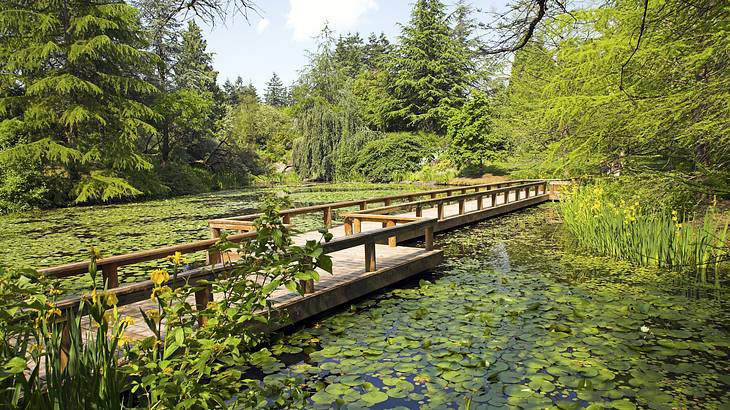 A wooden bridge over a body of water filled with water lilies, surrounded by greenery