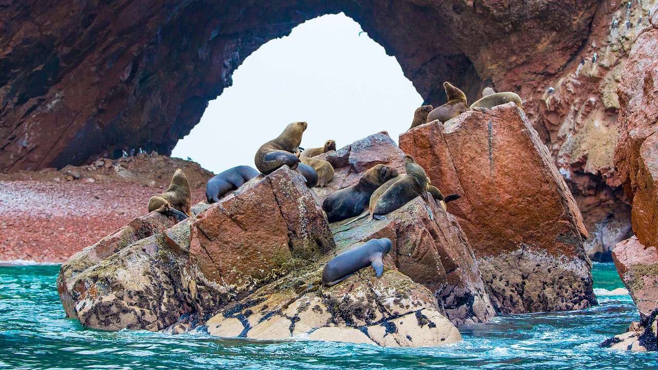 Seals resting on rocks above a beach, in front of a hole in the middle of a rock