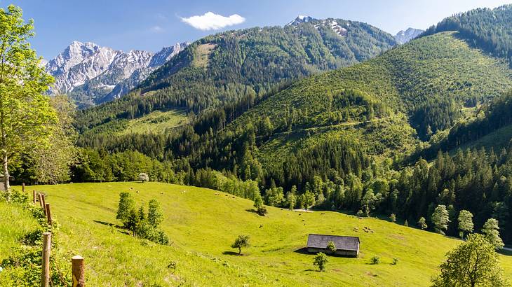 A green field with a small hut next to greenery-covered mountains under a blue sky