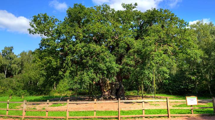 A massive leafy oak tree in a green forest on a sunny day