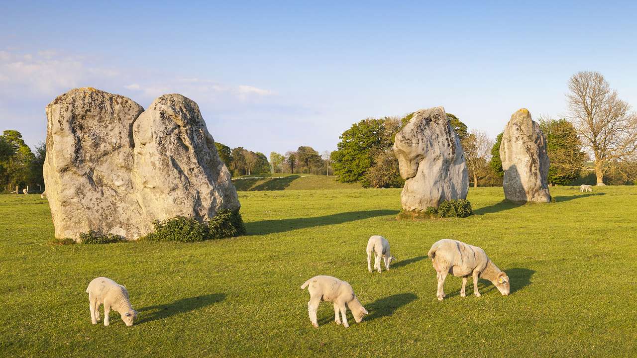 Large stones in a circle, on a green lawn, with four sheep in front