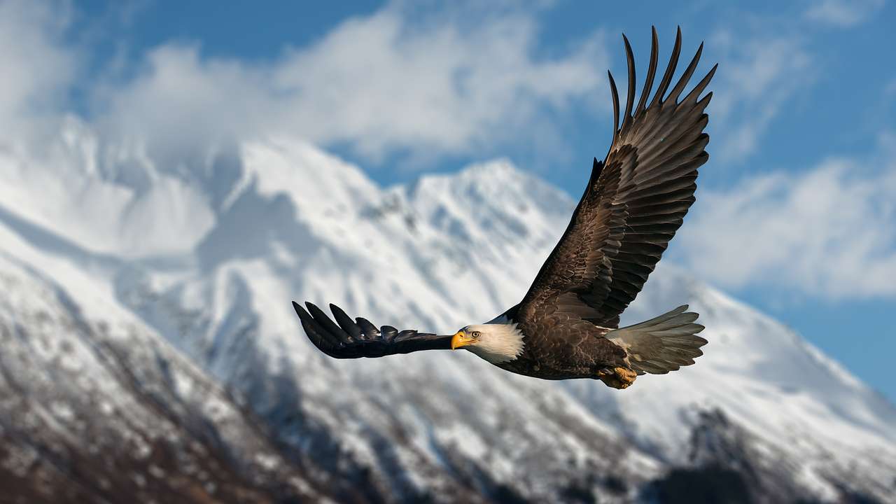 An eagle in flight with snow-covered mountains in the background