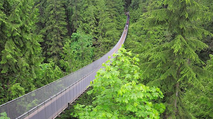 A wooden suspension bridge crossing a forest of extremely tall trees