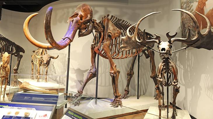 Skeletons of a mammoth, a moose, and another bovine-looking animal in a museum