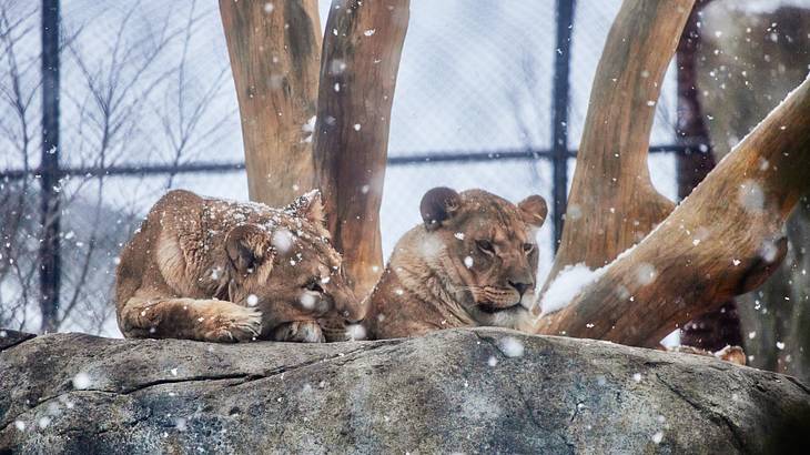 Snow falling on two lionesses lying on top of a rock with tree trunks behind them