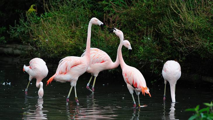 Several pink flamingos in the water surrounded by vegetation