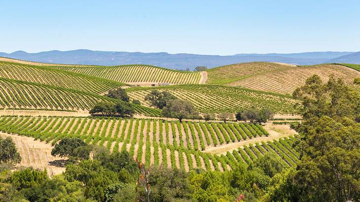 A view over a vineyard under a blue sky