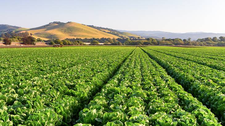 A field of lettuce near a mountain in the background