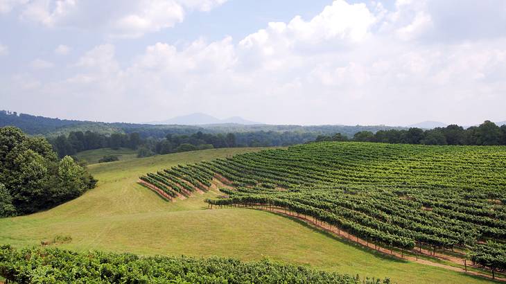 Dahlonega is where to stay in the Blue Ridge Mountains for vineyards