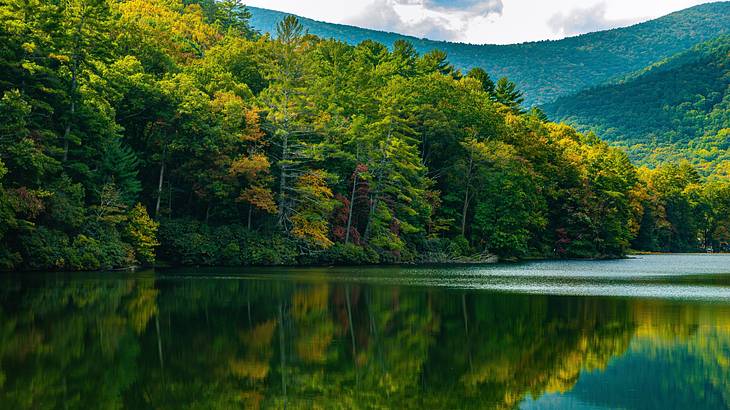 A lush forest with its reflection on the nearby lake