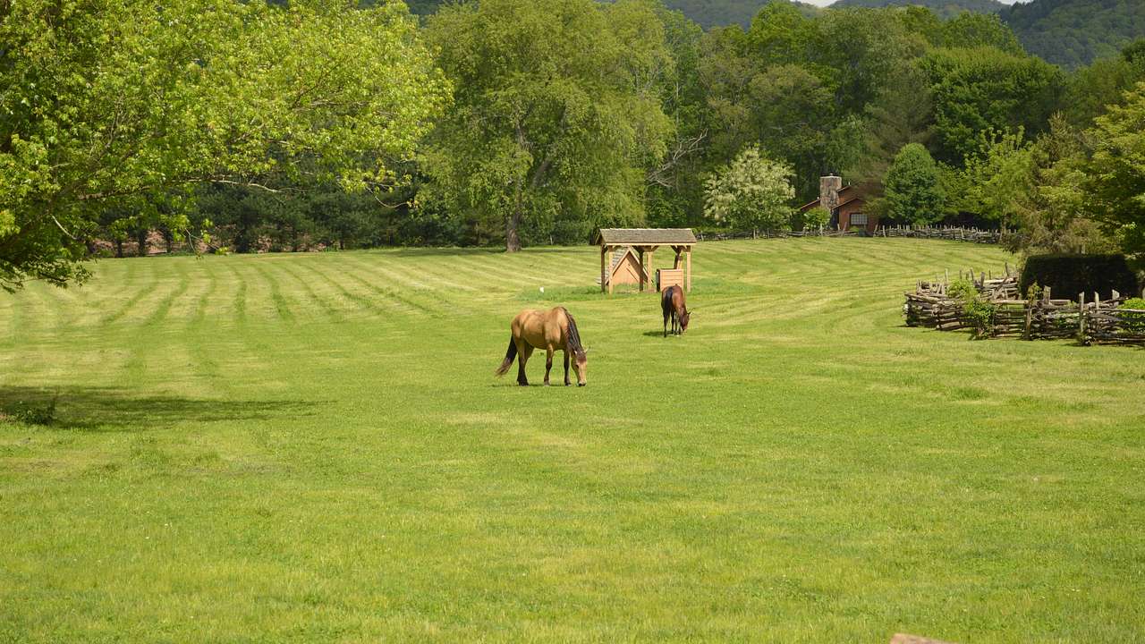 Two horses on a grassy meadow near trees