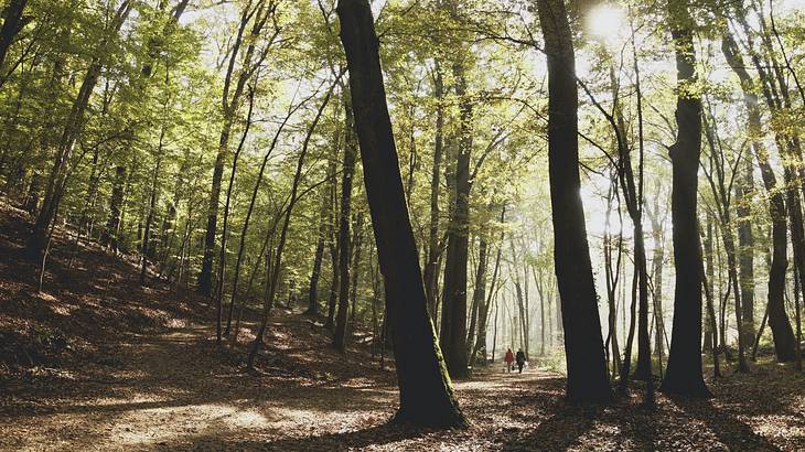 Two people walking on a path at the back of a forest full of tall trees