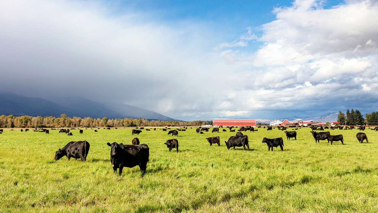 Black cattle on a lush field on a cloudy day