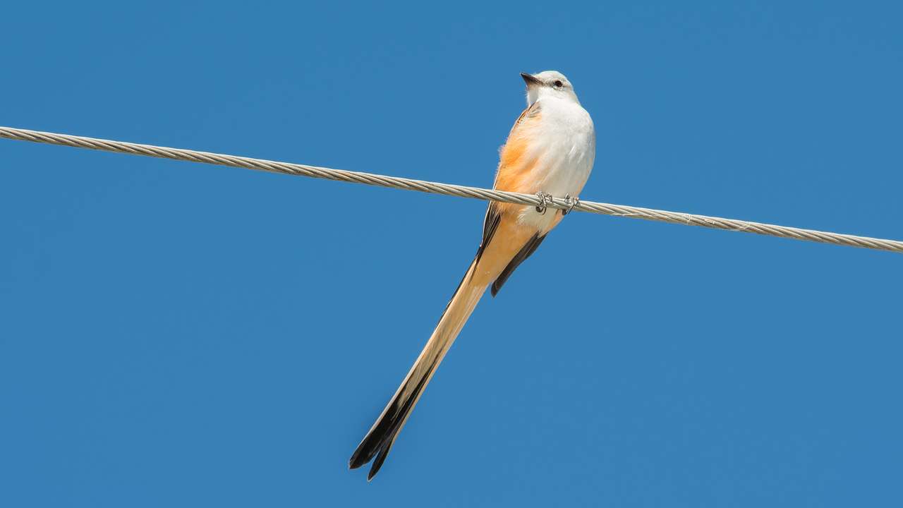 A bird with white, black, and orange feathers sitting on a wire against a clear sky
