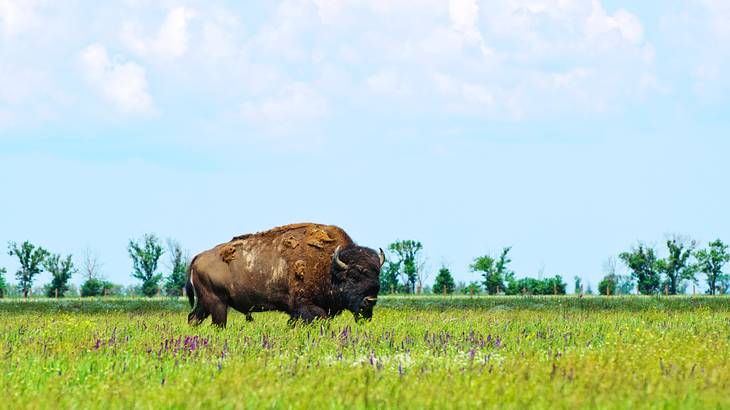 A buffalo grazing on grassland with trees in the back