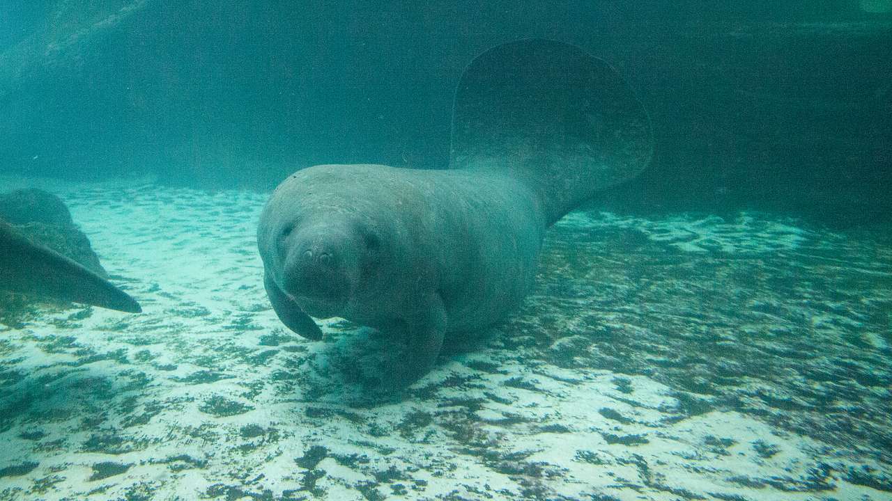 A manatee swimming under the water just above the sea floor
