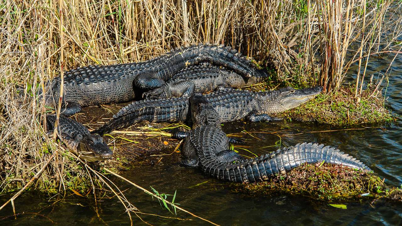 Five alligators on the edge of a swamp by brown cordgrasses