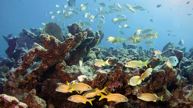 Looking at yellow fish against coral reef underwater