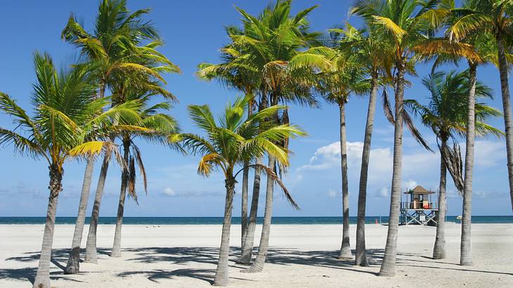 A beach with palm trees and a coast guard cabin under a partly cloudy sky