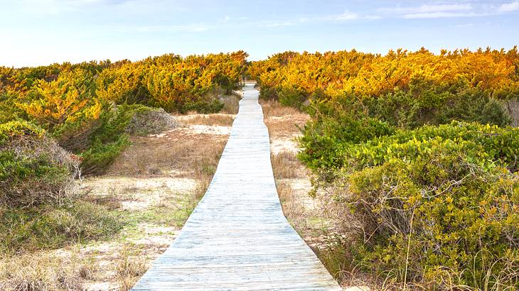 A long, straight boardwalk on sandy ground with coastal shrubs on either side of it