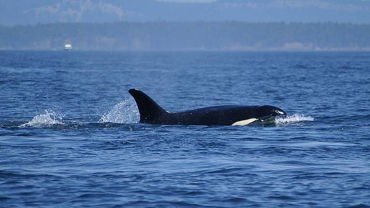 A killer whale in the ocean with mountains in the distance