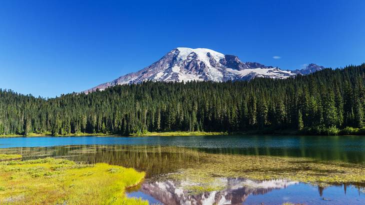 A lake with greenery in it and a forest and snow-covered mountain behind it