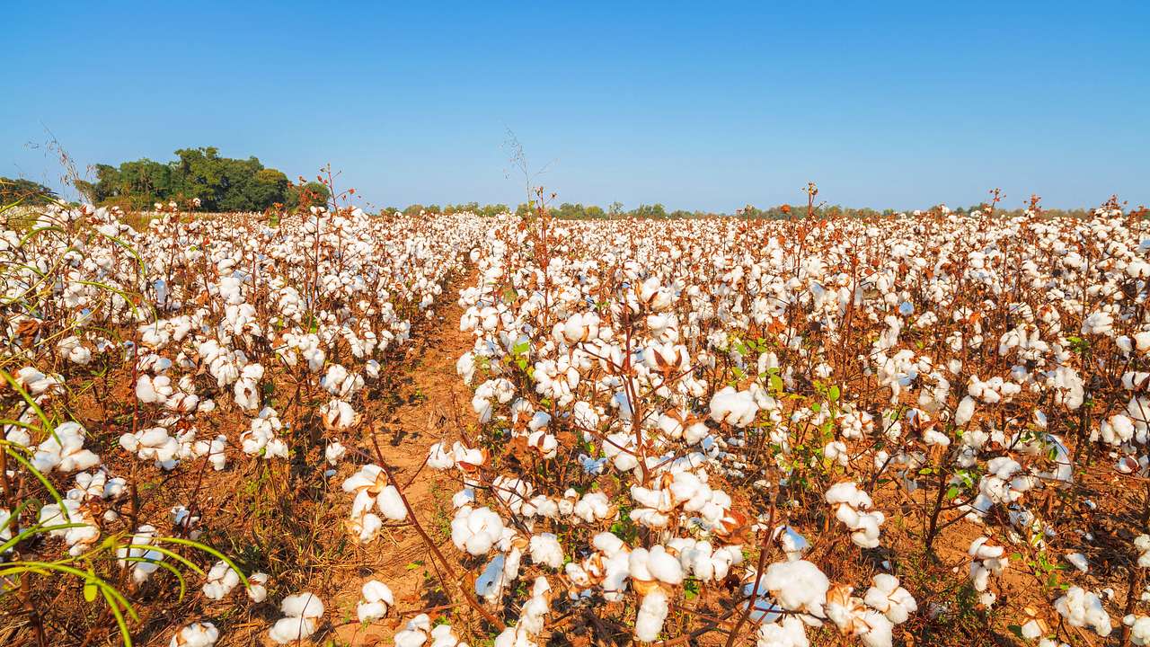 A cotton field under a clear blue sky