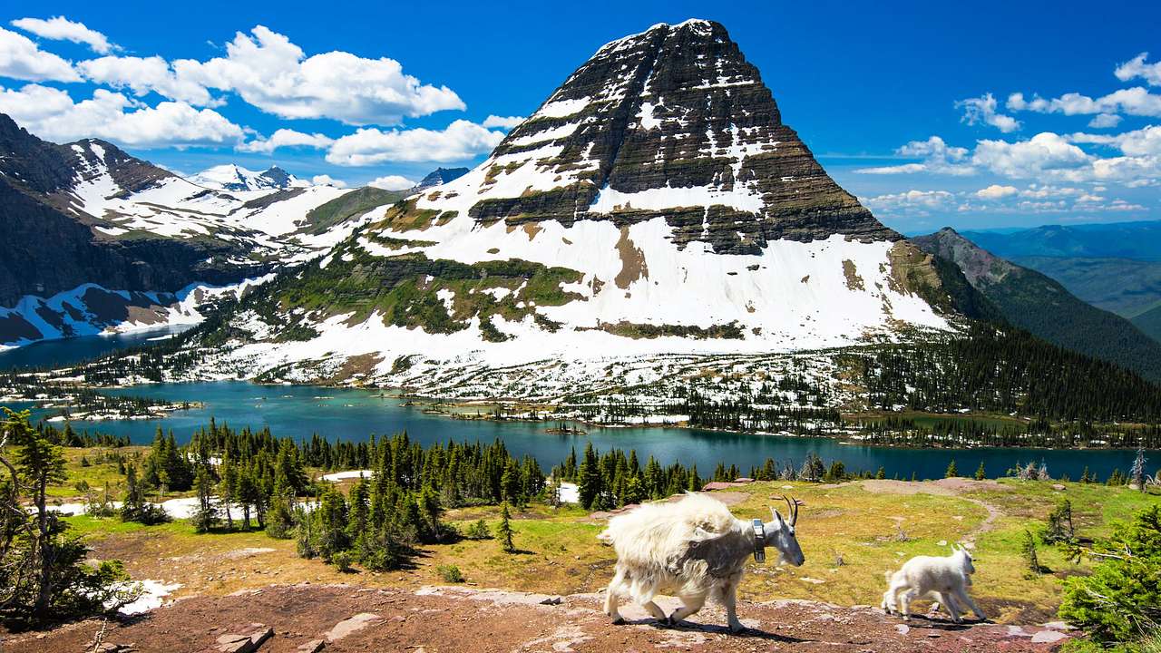Mountain goats walking on a hill next to a river and a snow-covered mountain